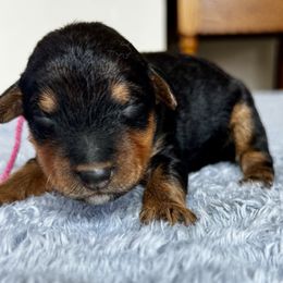 Female 1 - Black and tan female Airedale Terrier puppy in Branch, Michigan from Aim High Airedales & German Shorthaired Pointers