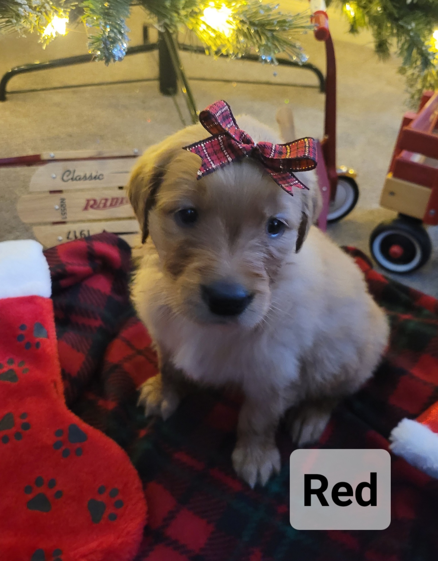 Golden Retriever Puppies from Catherine's Goldens