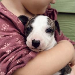 Margret - White and fawn brindle female Whippet puppy in Kingston, Tennessee from Smithfield Park