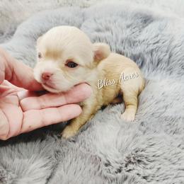 Boy 2 - Gold and white male Chihuahua puppy in Ponca City, Oklahoma from Bliss Acres Farm