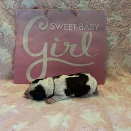 Squall - Brown and white female Saint Berdoodle puppy in Traverse City, Michigan from Bare Paws Saint Berdoodles
