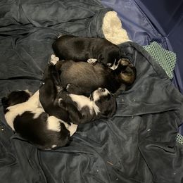 Miniature Schnauzer Puppies from DBee's Darlings