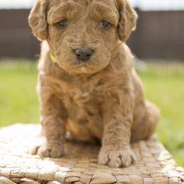 Honey - Red  Goldendoodle puppy in Mona, Utah from Utah Golden-doodles