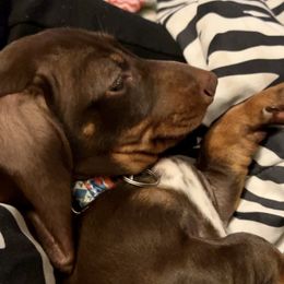 Dachshunds from AMC Dachshunds