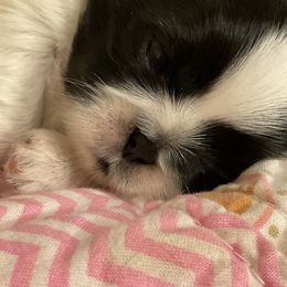 Shih Tzu Puppies from Winnie the Tzu’s Too