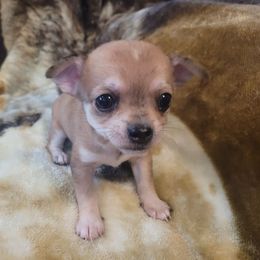 Girl 2 - Merle female Chihuahua puppy in Warsaw, Virginia from B&D Chihuahuas