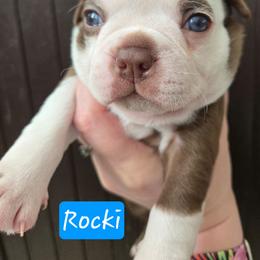 Rocki - Red male Boston Terrier puppy in Omaha, Illinois from Puppi Guppies