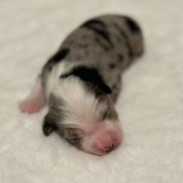Bruno - Blue merle male Miniature Australian Shepherd puppy in Visalia, California from Furrever.Mini.Aussies.llc