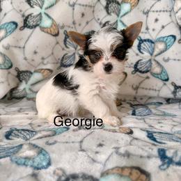 Georgie - Parti male Yorkshire Terrier puppy in Clarksburg, Indiana from Hidden Gems Parti Yorkies