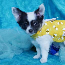 Paisley - Black and tan female Chihuahua puppy in Bois D Arc, Missouri from Carsten's Chihuahuas