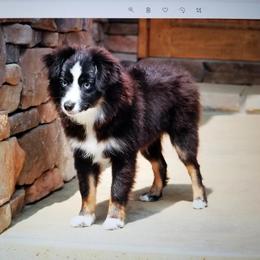 Lil' Man - Toy Australian Shepherd