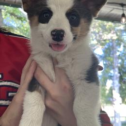 Pembroke Welsh Corgi Puppies from Chase Em All Corgis
