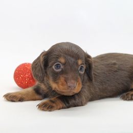 Female 2 - Chocolate and tan female Dachshund puppy in Childress, Texas from Taylor Farms