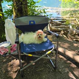 Mt. Baker Sweet Noelle - Maltese