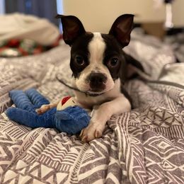 Boston Terrier Puppies from Bonze Boston Terriers