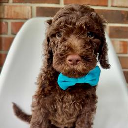 Waffles - Chocolate male Goldendoodle puppy in Pulaski, Tennessee from Doodle My Heart