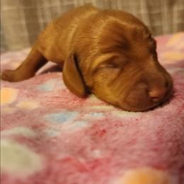Red - Golden rust male Vizsla puppy in Beeville, Texas from CW Legacy Vizslas