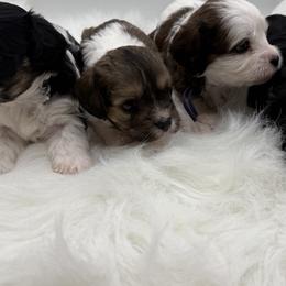 Cavapoo puppies from Ouachita Gold Diggers