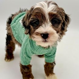 Romeo - Merle Bernedoodle puppy in Munster, Indiana from Miranda’s Sunshine Poodles and Doodles