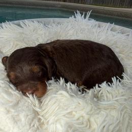 Girl 2 - Phantom female Bernedoodle puppy in Mobile, Alabama from Doodle Dreams