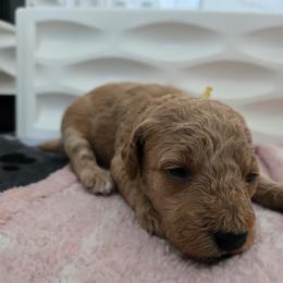 Woody - Red  male Poodle puppy in Wilmington, Delaware from Imperial Poodles LLC