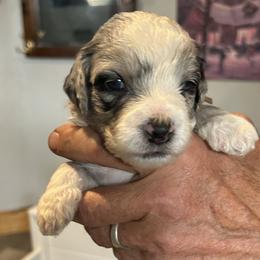 Paul, 3 week old - Blue merle and white male Sheepadoodle puppy in Crawford, Colorado from Saddle Mountain Doodles