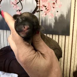 Holly- Pending - Brindle female Shihpoo puppy in Whitehall 18052, Pennsylvania from Lilli’s Shih tzus and Shih poos