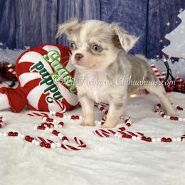 Pasta - Merle male Chihuahua puppy in Anderson, South Carolina from Lil Treasures Chihuahuas