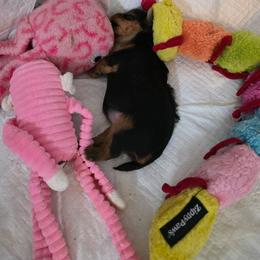 Sunshine - Black and tan female Yorkshire Terrier puppy in Jacksonville, Florida from Bayview Yorkies