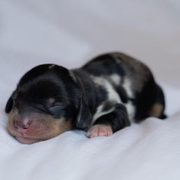William - Dapple male Dachshund puppy in Memphis, Tennessee from Lone River Dachshunds
