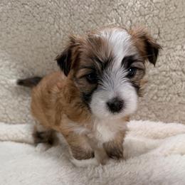 Jill - White and tan female Morkie puppy in Stockbridge, Georgia from Jenn’s Georgia Morkies and Biewer Terriers