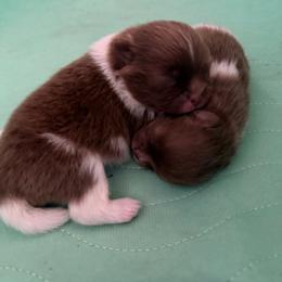 Snickers - Chocolate parti male Pomeranian puppy in Stanton, California from Pure hearts