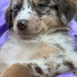 Jax - Red merle male Australian Shepherd puppy in Plant City, Florida from G2K9’s