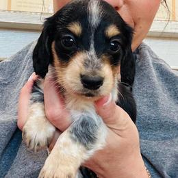 June - Black and cream female Dachshund puppy in Altus, Oklahoma from Johnson Prairie Pups