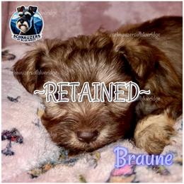 Braune - SOBRetained - Liver male Miniature Schnauzer puppy in Spruce Pine, North Carolina from Schnauzers of Blue Ridge