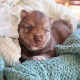 Bourbon - Brown and white male Siberian Husky puppy in Bly, Oregon from Hill Top Huskies
