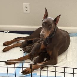 Boy 6 - Red and rust male Doberman Pinscher puppy in Moreno Valley, California from Corgi Dobie Co.