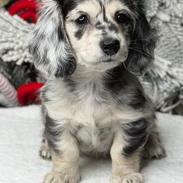Dachshund Puppies from RRD