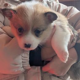 Girl 2 - Red female Pembroke Welsh Corgi puppy in Edinburgh, Indiana from J Bar M Corgis