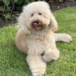 King - Goldendoodle