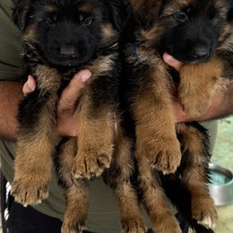 German Shepherd Puppies from Vom Kirsys German Shepherds