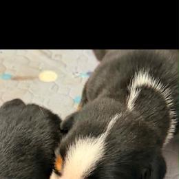 Boy 1 - Black, white and red male Greater Swiss Mountain Dog puppy in Knoxville, Maryland from Dahlgren Swissys