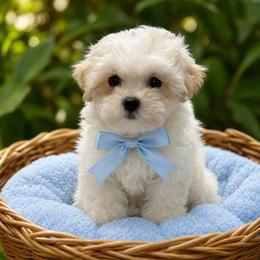 Tinker - Champagne male Maltipoo puppy in Bowling Green, Kentucky from Denise Clark