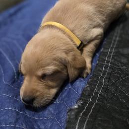 Girl 2 - Yellow female Labrador Retriever puppy in Grand Rivers, Kentucky from Big Water Dreams Retrievers