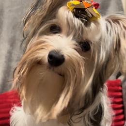 Doodle - Yorkshire Terrier