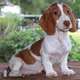 Thumper DNA Tested Purebred Parents Health Certified - Piebald male Dachshund puppy in Haines City, Florida from Divine Poodle Paradise Standard Poodles & Divine Dachshunds