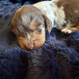 Ribbon - Dapple female Dachshund puppy in Tonopah, Arizona from Brandie's Dachshunds