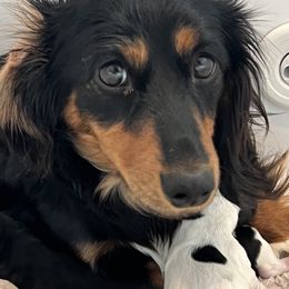 Gracie - Dachshund
