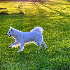 Minnie - American Eskimo Dog