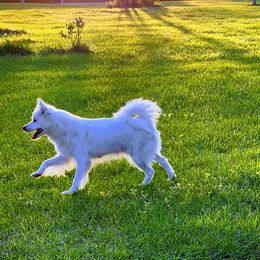 Minnie - American Eskimo Dog